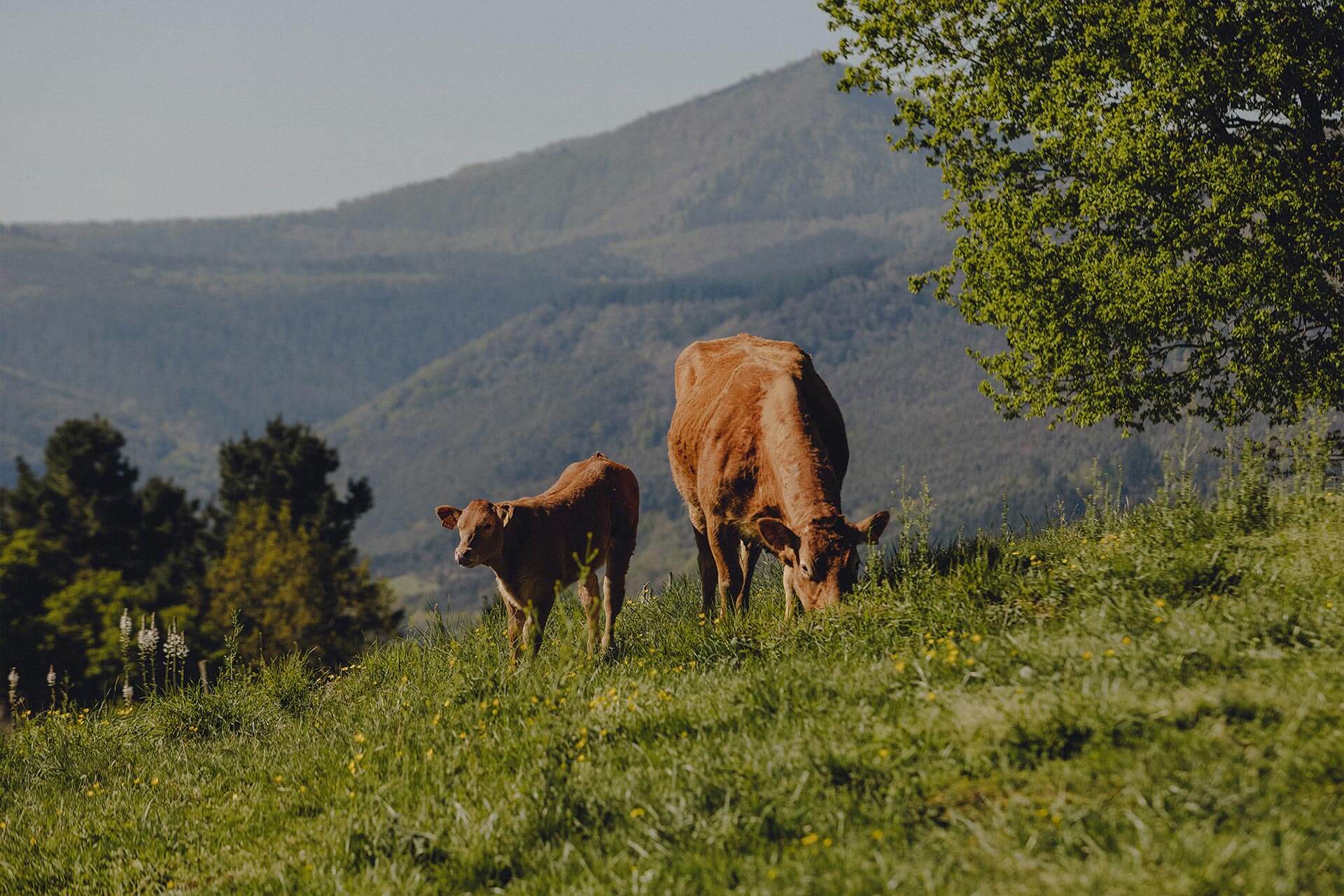 Euskadi turismo